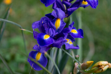 April 5th 2024: iris flower in full bloom during spring season