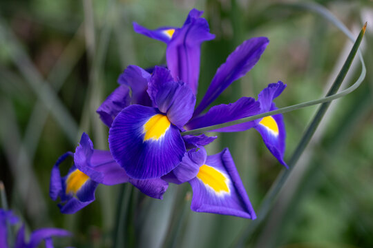 April 5th 2024: iris flower in full bloom during spring season