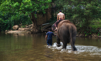 Rear view mahout riding on friendly Asain elephant in elephant camp and sanctuary