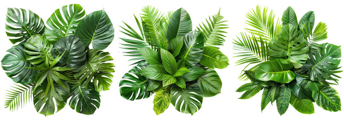 Green leaves of tropical plants bush (Monstera, palm, rubber plant, pine, bird’s nest fern) floral arrangement indoors garden nature backdrop isolated on white background - Powered by Adobe