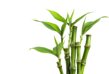 Naklejka premium Bamboo isolated on white background