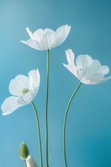 Obraz premium Serenity Blooms White Flowers against Blue, Room for Text