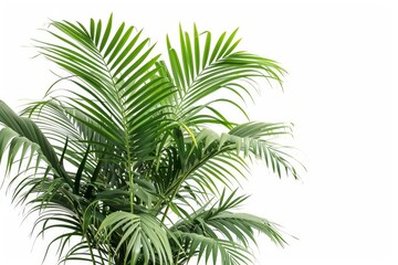 Majesty palm photo on white isolated background