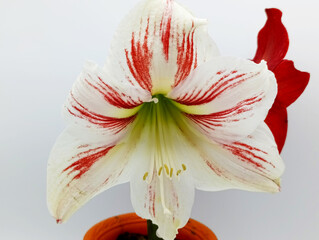 Amaryllis is the only genus in the sub tribe Amaryllis. It is a small genus of flowering bulbs, with two species