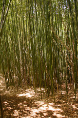 Bamboos in the park.