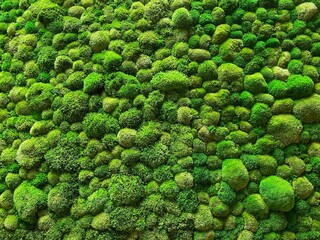 Vertical moss garden. Eco friendly green wall.