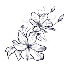 vector hand-drawn illustration of flowers of blooming clematis