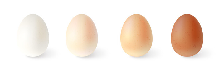 Set of realistic chicken eggs. Vector illustration isolated on white background