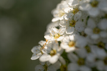 bee on a flower