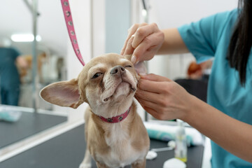 vet examining dog