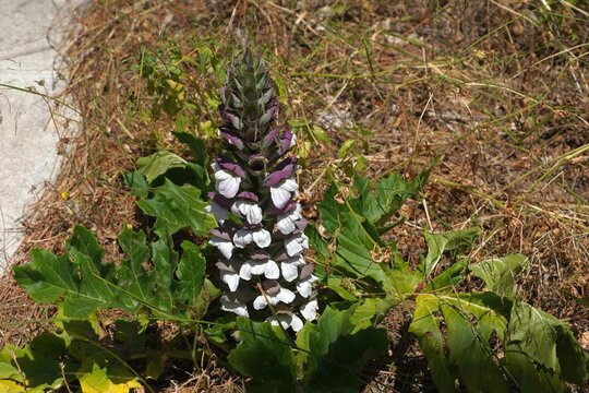 Bear’s breeches, or oyster plant, or Acanthus mollis flowers in Attica, Greece