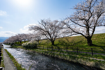 黒部川堤防桜堤の桜