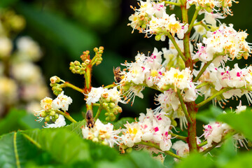 bee collects pollen nectar on a white pink chestnut flower, green leaves, macro photo, bee close up
