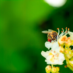 bee collects pollen nectar on a white pink chestnut flower, green leaves, macro photo, bee close up