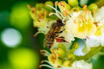 bee collects pollen nectar on a white pink chestnut flower, green leaves, macro photo, bee close up
