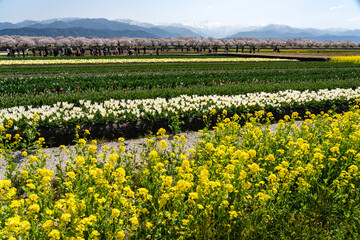 あさひ舟川「春の四重奏」