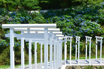 岡山　済渡寺　鳥居　白い鳥居　紫陽花　アジサイ　あじさい