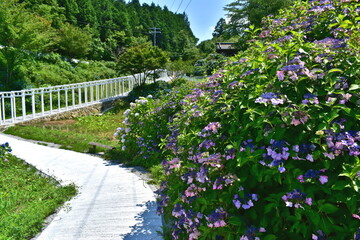 岡山　済渡寺　鳥居　白い鳥居　紫陽花　アジサイ　あじさい