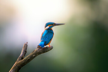 Common kingfisher (Alcedo atthis) or Eurasian kingfisher or river kingfisher on a perch. Nature reserve of the Isonzo river mouth, Isola della Cona, Friuli Venezia Giulia, Italy. Copy space image.
