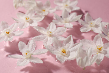 Fototapeta premium Beautiful daffodils in water on pink background, closeup