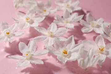 Beautiful daffodils in water on pink background, closeup