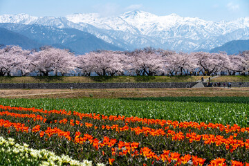 富山県のさくらの名所・あさひ舟川「春の四重奏」