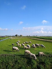 Obraz premium A big herd of white sheep with young grazing between a canal and a road on a narrow stripe of grass