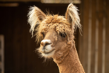 Obraz premium A close-up of a charming llama with fluffy ears and soft brown fur