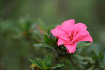 pink hibiscus flower