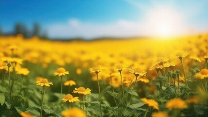 field of sunflowers bathes in the golden light of sunset, creating a joyful and warm scene. The sunflowers, turning towards the sun, highlight the beauty of summer and the abundance of nature