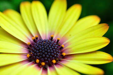 オステオスペルマムの花