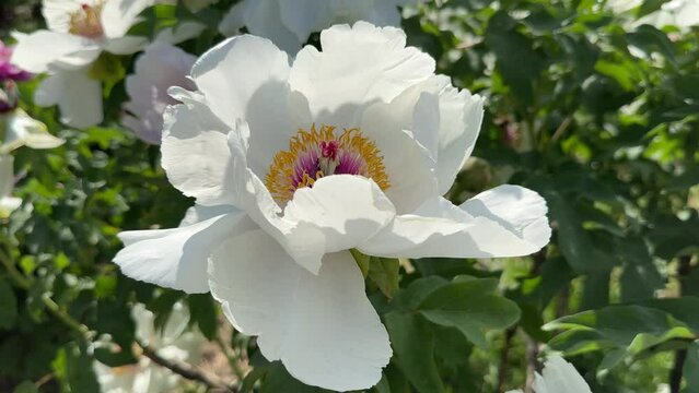 White peony flower paeonia suffruticosa.