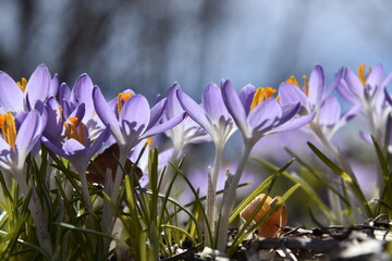 Crocus flowers in the garden, Sainte-Apolline, Québec, Canada