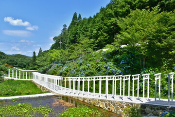 岡山　済渡寺　鳥居　白い鳥居　紫陽花　アジサイ　あじさい
