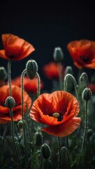 Commemorate with red poppies, set against a black backdrop, evoking the solemnity of Remembrance Day and Armistice Day, a powerful symbol of remembrance and gratitude.