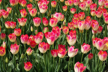 Netherlands. Tulip fields of Noord-Holland