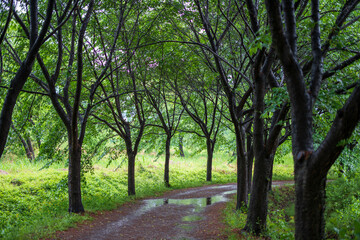 Fototapeta premium small road in the forest in the rain