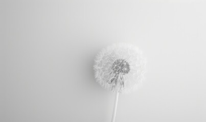 A pristine white dandelion against a clean white background