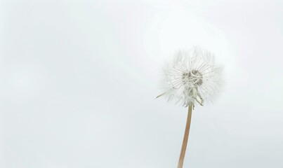 A pristine white dandelion against a clean white background