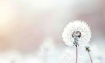 Fototapeta premium A pristine white dandelion against a soft white backdrop