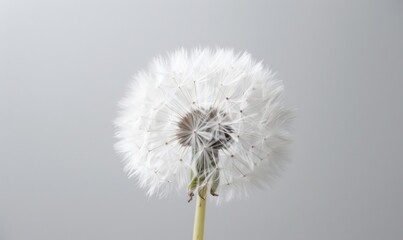 A pristine white dandelion against a soft white backdrop