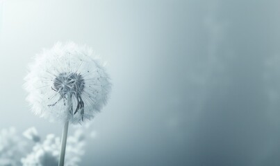 A pristine white dandelion against a soft white backdrop