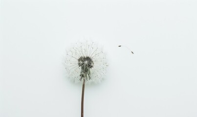 A white dandelion delicately placed on a white background