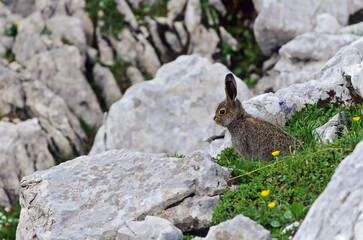 Lièvre variable (Lepus timidus) levraut au printemps. Alpes. France.