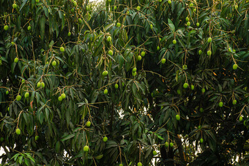 Green Mangoes on the Tree branch Special Summer fruits 