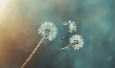 Dandelion seeds gliding through the air