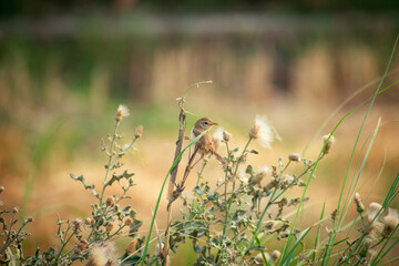 a small plain prinia bird perched at the end of a wood. common tailorbird Summertime photography 