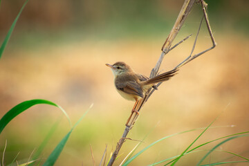 a small plain prinia bird perched at the end of a wood. common tailorbird Summertime photography 