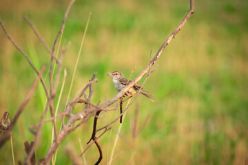 a small plain prinia bird perched at the end of a wood. common tailorbird Summertime photography 
