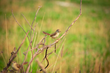 a small plain prinia bird perched at the end of a wood. common tailorbird Summertime photography 